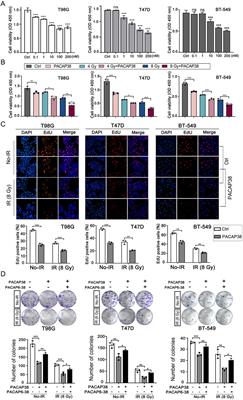 PACAP38 synergizes with irradiation to suppress the proliferation of multiple cancer cells via regulating SOX6/Wnt/β-catenin signaling